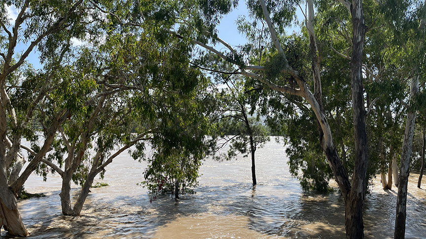 Trees and floodwater